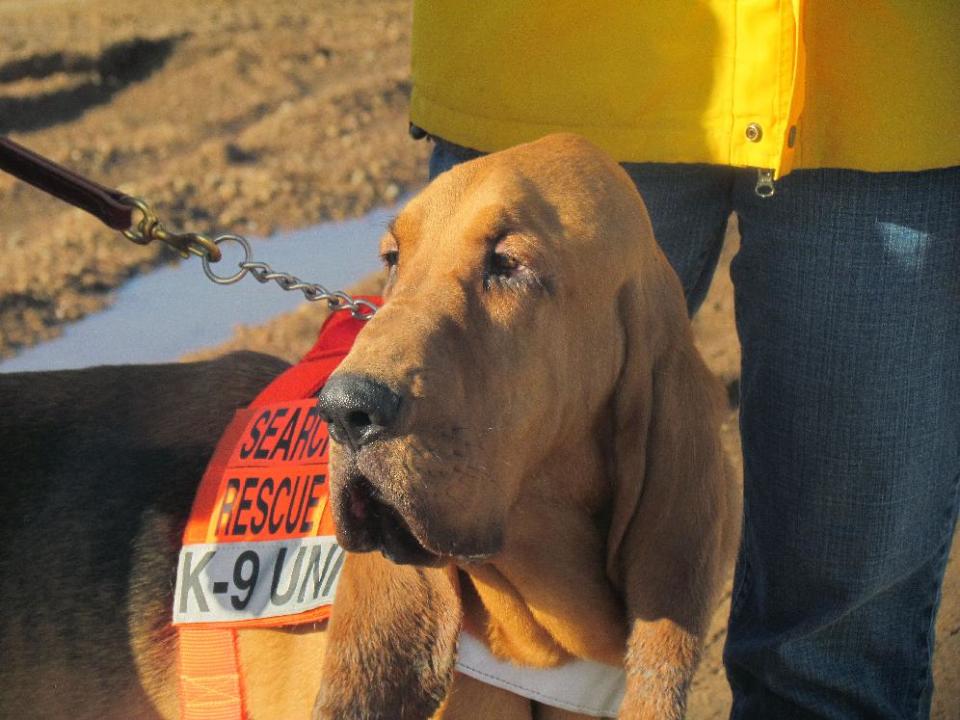 This March 2014 image provided by the Teller County Regional Animal Shelter shows Pa Kettle, a local dog "competing" for the unofficial title of mayor in a promotional online race to raise funds for the shelter, in Divide, an unincorporated mountain town in rural Colo. Voting began in February and chief operating officer Mary Steinbeiser says about $9,000 had been raised by April 7, 2014, a day before the fundraiser ends. That will pay for scores of spaying or neutering operations. (AP Photo/Teller County Regional Animal Shelter)