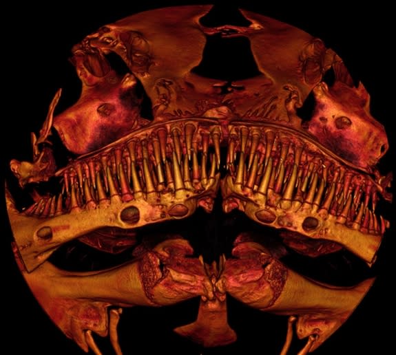 Here, a close-up scanned image of the bony structures in the toothy face of the catfish called <em>Kryptoglanis shajii</em> that lives in the Western Ghats mountains in India.