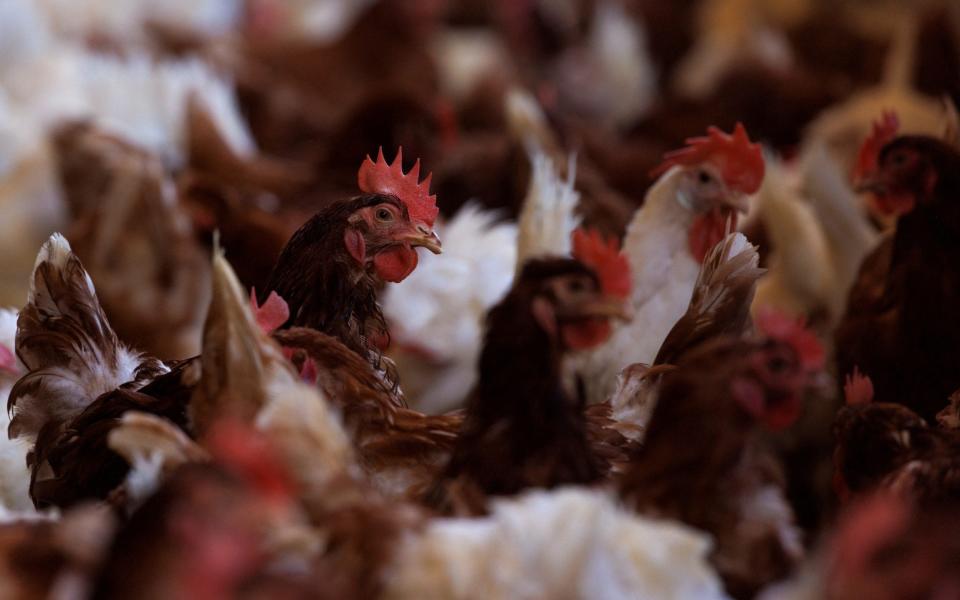 Cage-free chickens are shown inside a facility in the US - MIKE BLAKE/REUTERS