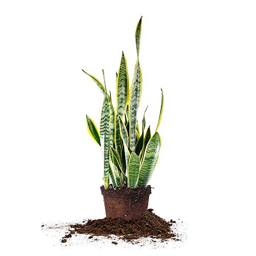 Perfect Plants Snake Plant Sansevieria Trifasciata Laurentii 16in Tall | Easy Care Houseplant | Perfect for Low to Bright Light Conditions, 6 in Grower's Pot