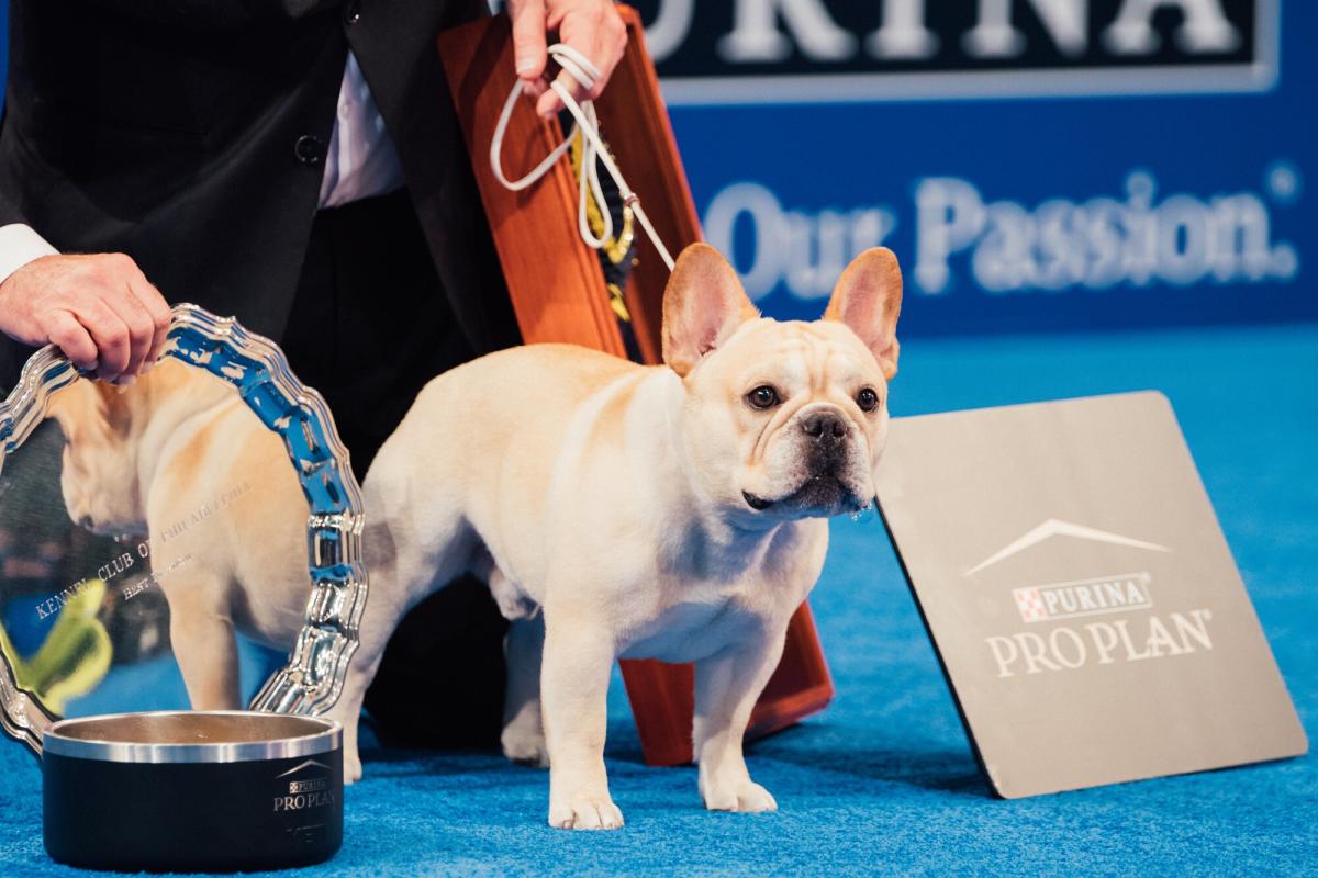 Winston the French Bulldog Wins Best in Show at the 2022 National Dog Show