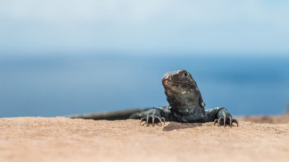 Populations of the island's endemic lizards have bounced back since the rats were eradicated. - Ed Marshall / Fauna & Flora