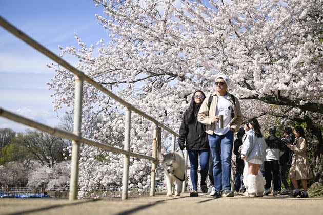 This year's bloom is the second-earliest ever recorded.