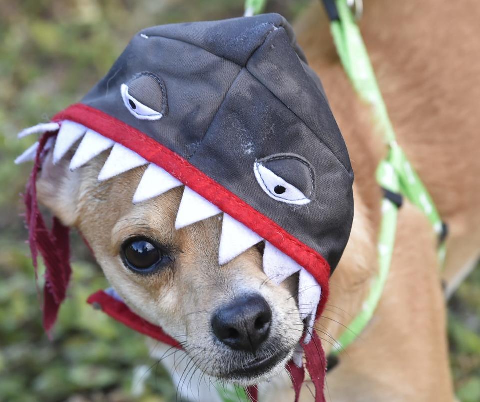 Bark-O-Ween, pictured here, will return to Arlington Park's Dog Park on Oct. 26.