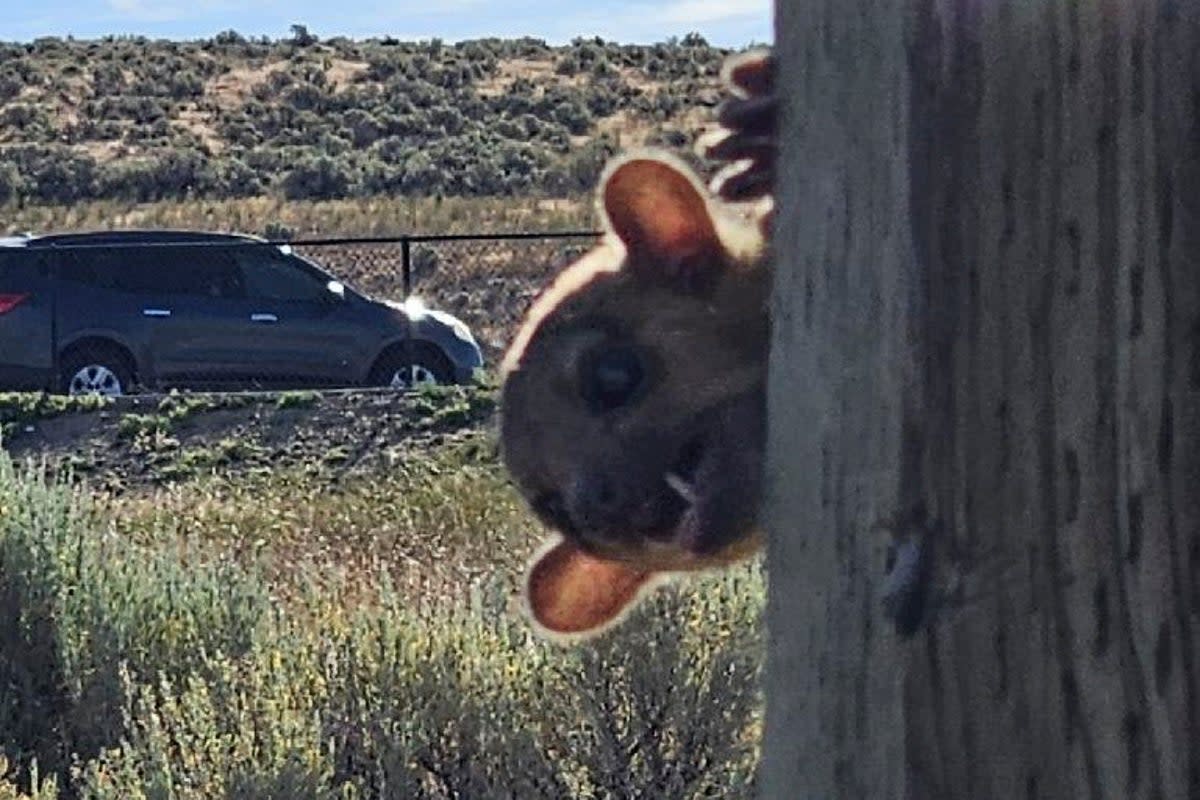 A kinkajou was rescued from a dusty rest stop in Washington state, officials said  (AP)