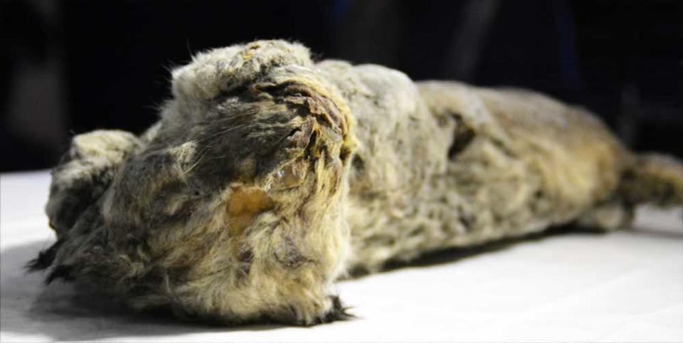 A closer view of the furry mummified kitten. Notice its whiskers are still intact. <cite>Courtesy of Anastasia Koryakina</cite>