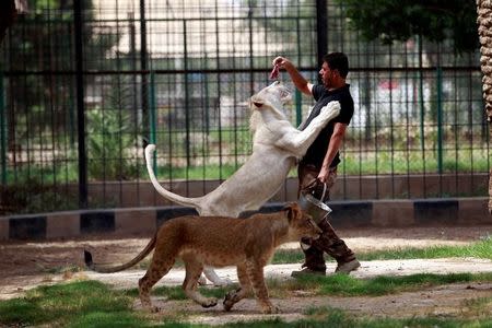 A keeper feeds a white lion at Al Zawra zoo in Baghdad, Iraq June 15, 2017. REUTERS/Khalid al-Mousily