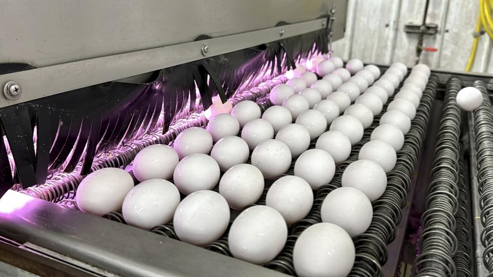 Eggs are cleaned and disinfected at the Sunrise Farms processing plant in Petaluma, Calif., on Thursday, Jan. 11, 2024, which has seen an outbreak of avian flu in recent weeks. A year after the bird flu led to record egg prices and widespread shortages, the disease known as highly pathogenic avian influenza is wreaking havoc in California, which escaped the earlier wave of outbreaks that that devastated poultry farms in the Midwest. (AP Photo/Terry Chea)