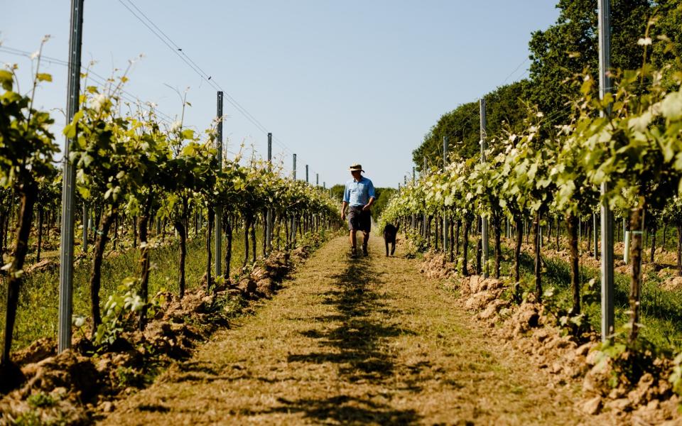 Gusbourne Vineyards