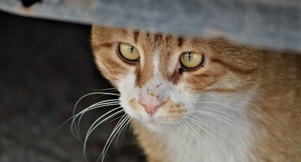 Cats will often run away when spooked by tremors. Source: Getty