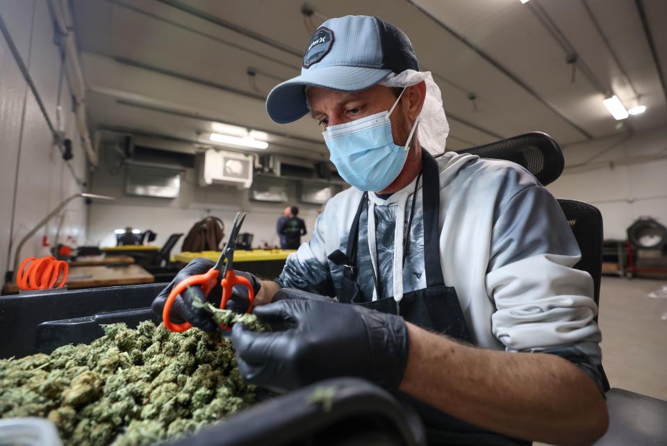 Dane Bird, Dragonfly Wellness Grow Facility trimmer and cultivator, trims J1 cannabis buds at the Dragonfly Wellness Grow Facility in Moroni on Friday, April 28, 2023. Bird uses cannabis to help alleviate his epilepsy. | Kristin Murphy, Deseret News