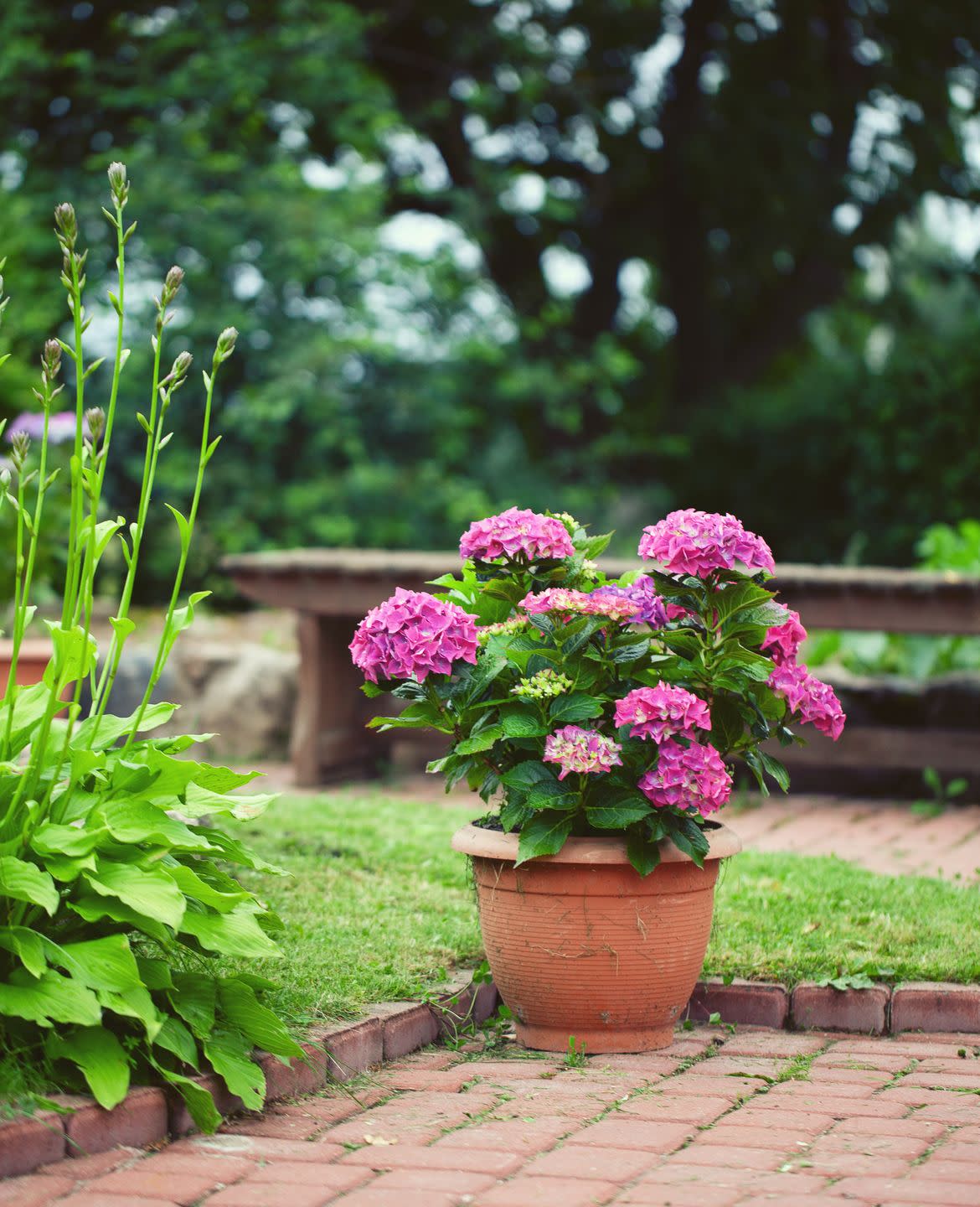 hydrangea in pot in garden