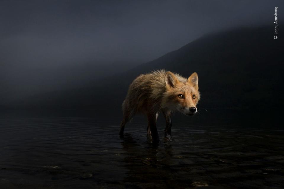 fox creeps through dark shallow waters