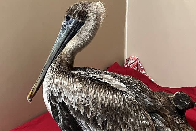 <p>Florida Wildlife Hospital/Facebook</p> One of the pelicans at the Florida Wildlife Hospital