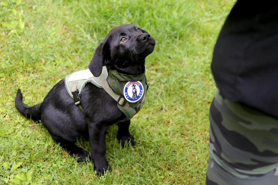 Deputy Katie O’Brien has the attention of Cara, the Strafford County Sheriff’s Department's first comfort dog, Thursday, June 2, 2022 in Exeter.