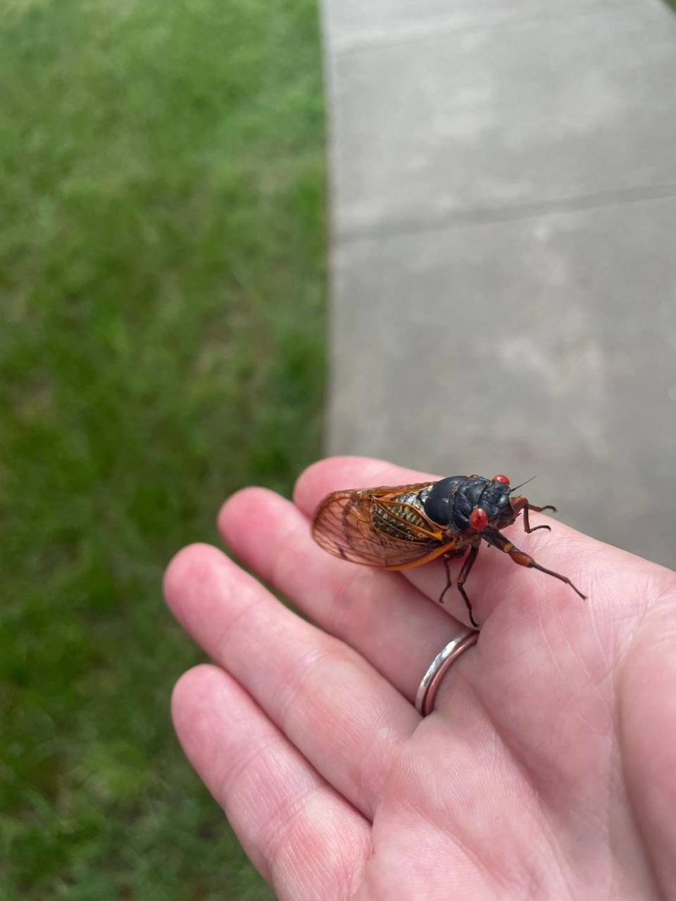A periodical cicada from Brood XIX found outside Gross Hall on the Duke University Campus May 8, 2024. Researchers say cicadas are the only insects known to pee in a jet stream.
