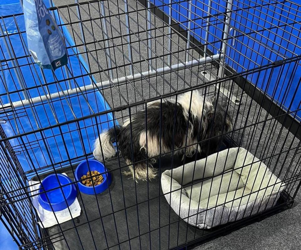 Nidia Lau’s 18-year-old shih tzu Banti eats in a kennel at the shelter.