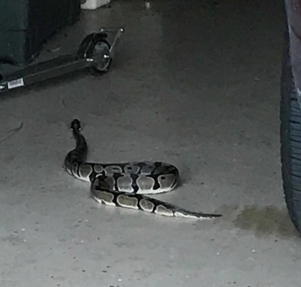 A snake was found in a Woodbridge garage in Bluffton on Monday night.