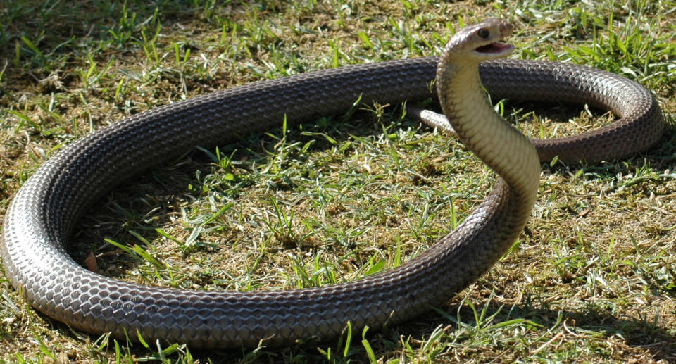 A stock image of a Brown snake found in Cairns