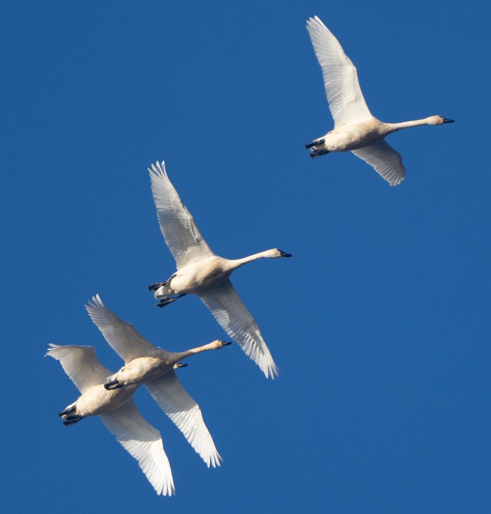 Tundra swans soar above the Upper Mississippi River National Wildlife and Fish Refuge in Stoddard, Wisconsin.