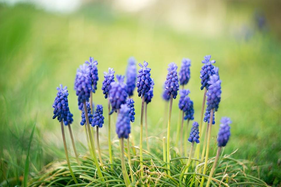 Hyacinths