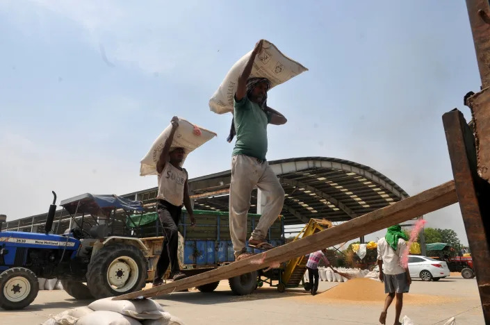 Workers at the government grain market in Chandigarh, India