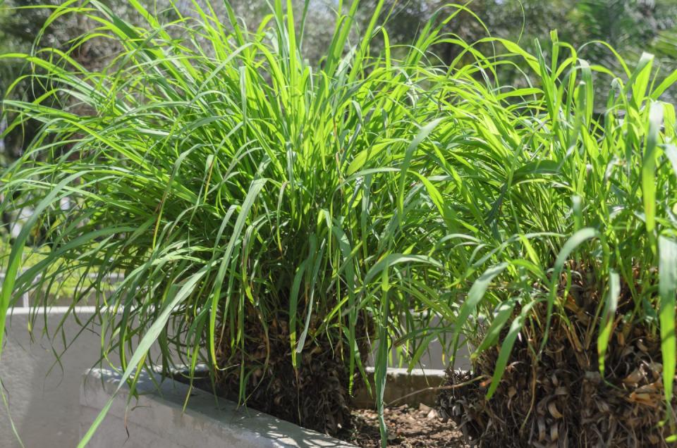 lemongrass plant outside