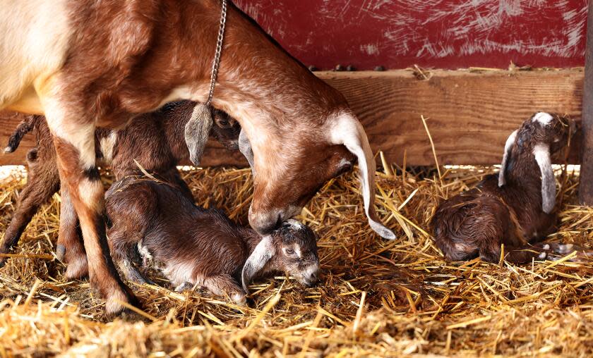 ONTARIO-CA-APRIL 20, 2024: A mother cares for her newborn babies at Drake Family Farms on April 20, 2024. (Christina House / Los Angeles Times)