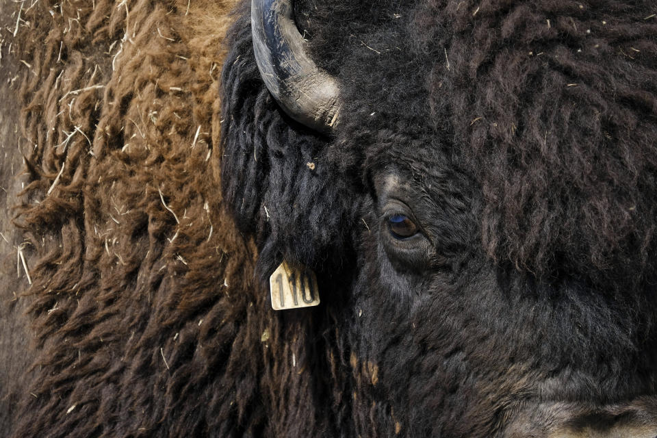 A bison bull wears an ear tag from the Cherokee Nation herd supervisors in Bull Hollow, Okla., on Sept. 27, 2022. Since 1992 the federally chartered InterTribal Buffalo Council has helped relocate surplus bison from locations such as Badlands National Park in South Dakota, Yellowstone National Park in Wyoming and Grand Canyon National Park in Arizona to 79 member tribes in 20 states. (AP Photo/Audrey Jackson)