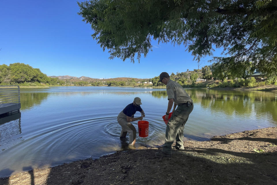 CORRECTS TO 37 INTEAD OF 30 SACRAMENTO PERCH California Fish and Wildlife biologists release 37 Sacramento Perch juveniles as they introduce the fish in Lindo Lake County Park in the Lakeside suburb of San Diego, Friday, Aug. 11, 2023. The hope is it can offer anglers another option as trout species come under threat from a warmer planet. (AP Photo/Julie Watson)