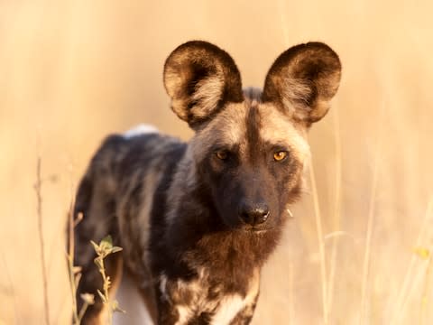 See lions and wild dogs - Credit: GETTY