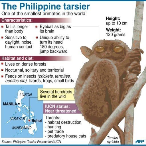 Fact file on the Philippine tarsier, one of the smallest primates in the world