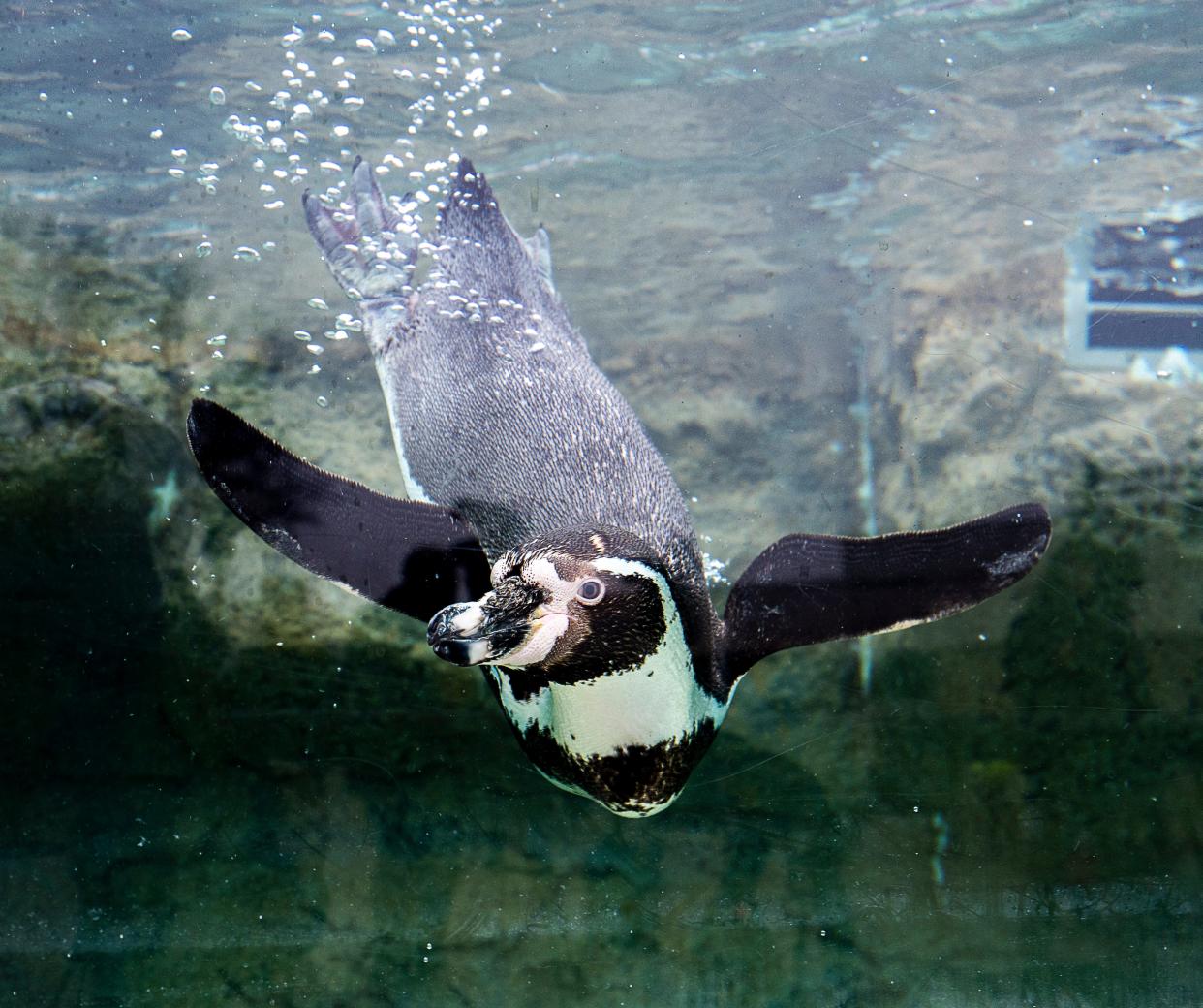 A Humboldt penguin dives into the water during the annual Groundhog Day ceremony at the Milwaukee County Zoo on February 2, 2024.