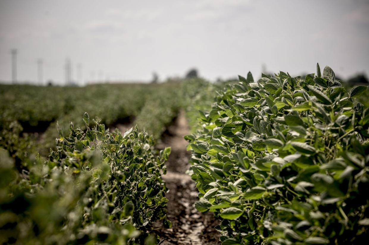 <span class="caption">Soybean plants on an Arkansas farm. Those at left show signs of damage from dicamba; others at right were planted later in the season.</span> <span class="attribution"><a class="link " href="https://www.gettyimages.com/detail/news-photo/at-david-wildys-soybean-fields-on-the-left-soybean-plants-news-photo/842398912" rel="nofollow noopener" target="_blank" data-ylk="slk:Washington Post via Getty Images;elm:context_link;itc:0;sec:content-canvas">Washington Post via Getty Images</a></span>