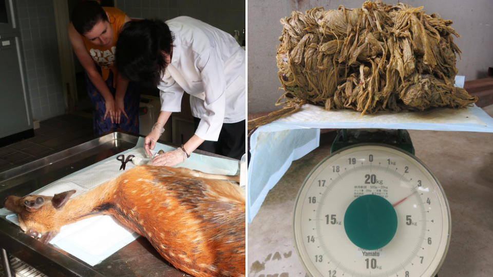 The deer being treated by vet staff (left) and the 3.2kg of plastic found inside the deer's stomach (right).