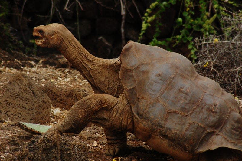 Lonesome George.