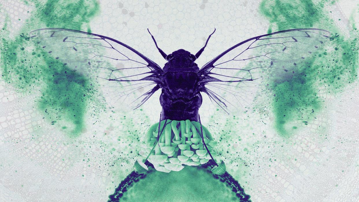  Photo collage of a cicada in flight, with a clump of mushrooms growing out of its backside. In the background, there are symmetrical swirls of fungal spores. 