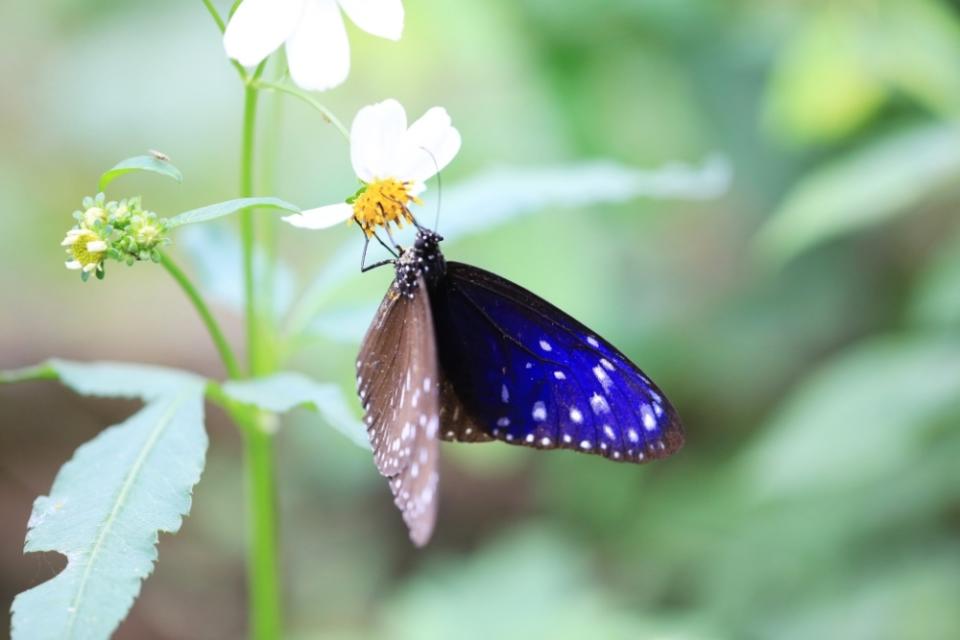 大坑風景區的蝶種達百種，是中部生態旅遊首選。