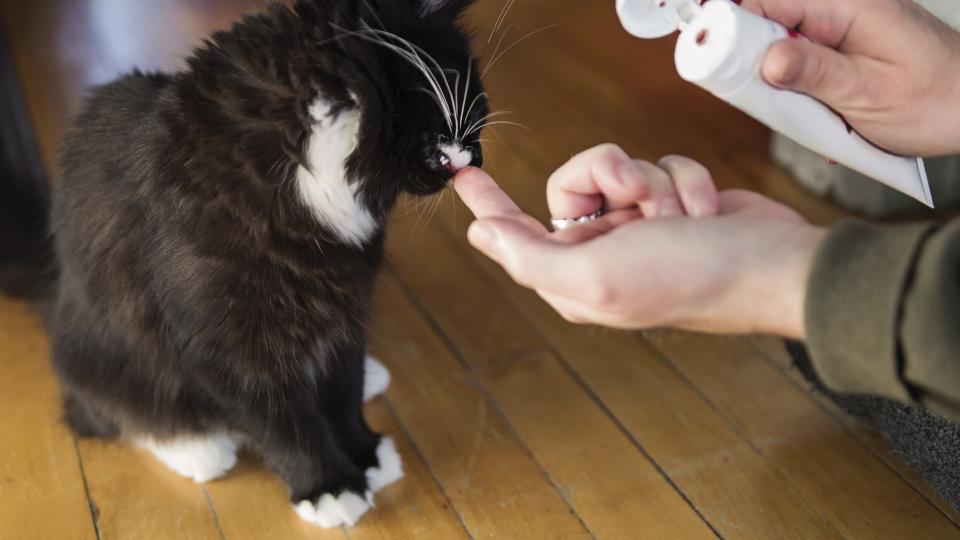 a person cleans their cat's teeth