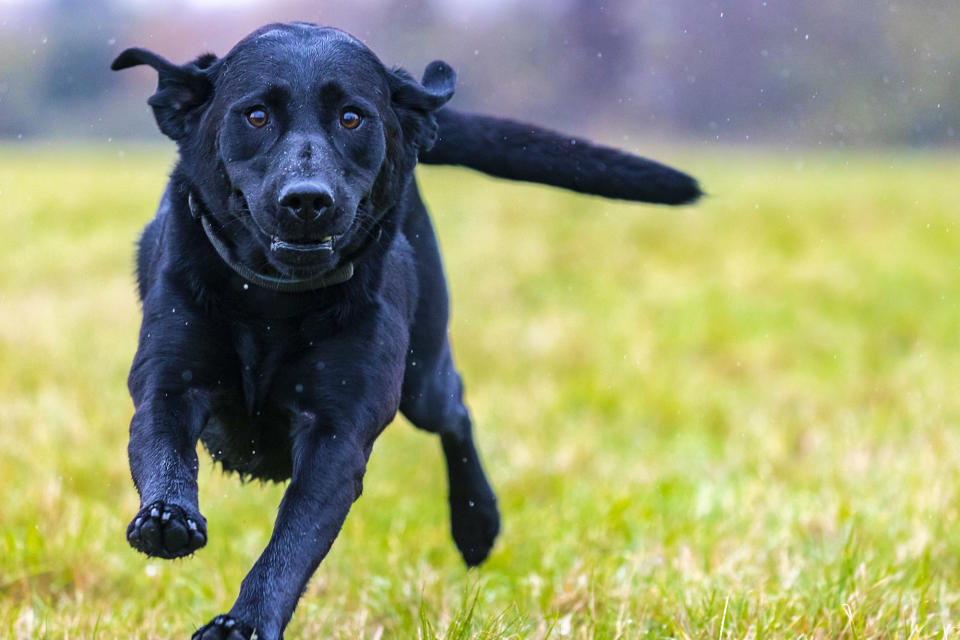 PhotoPlus Pet Portraits Apprentice