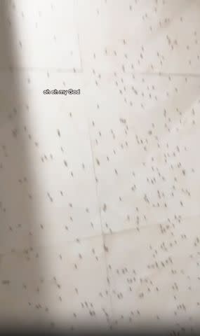 <p>SWNS</p> The ants crawling up the walls