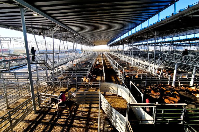 El Mercado Agroganadero de Cañuelas