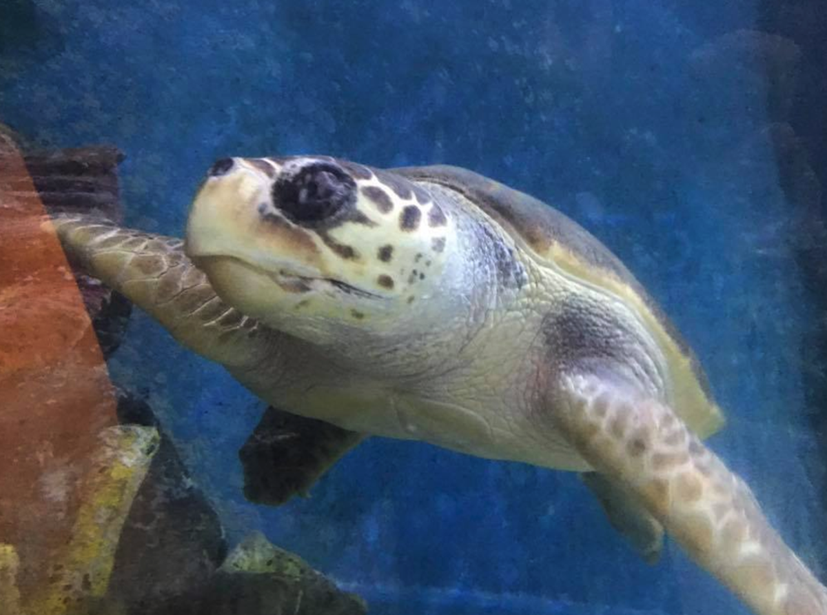 Newquay's Blue Reef Aquarium is a good place to shelter from the rain (Blue Reef Aquarium)