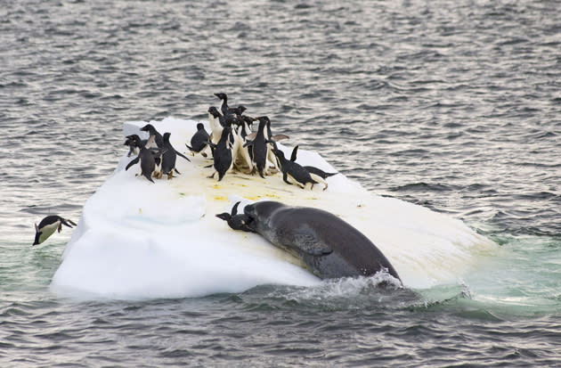 <b>Frozen Planet, BBC One, Wed, 9pm</b><br><b>Episode 4</b><br><br>Leopard seal attacks Adélie penguins on ice floe.