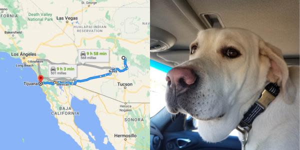 Hombre viaja de Arizona a Tijuana en busca de su perro que fue robado