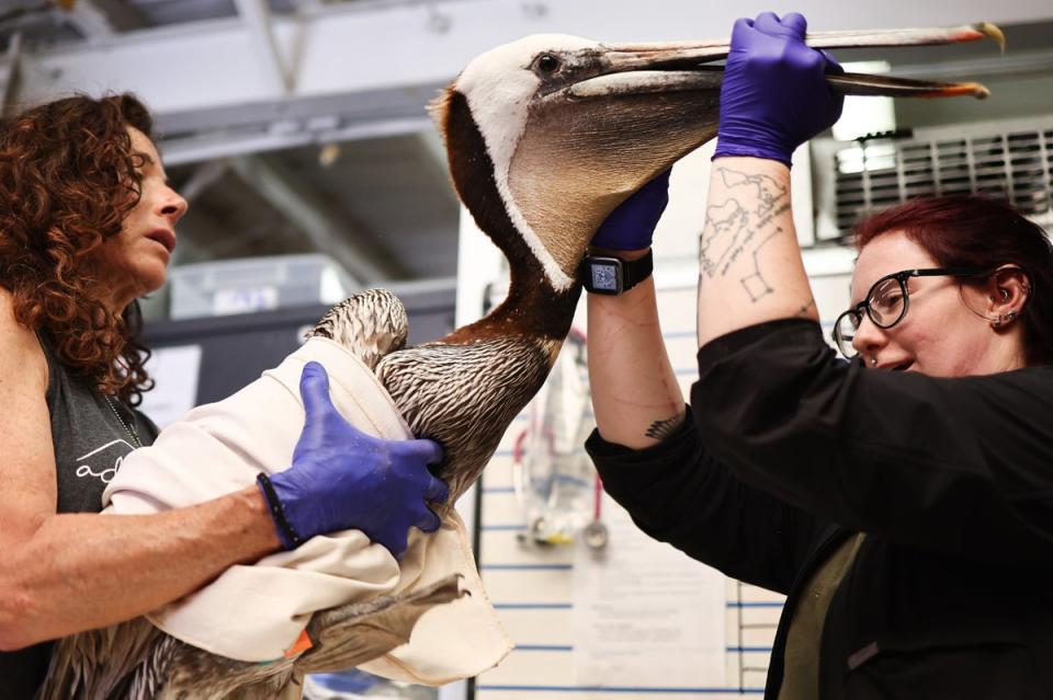 Officials with the Wetlands and Wildlife Care Center tend to a starving pelican on 14 May. Experts say the pelicans are starving due to a late-spring storm (Getty Images)