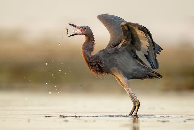 <p>Nathan Arnold /Audubon Photography Awards/2023 Amateur Honorable Mention</p>