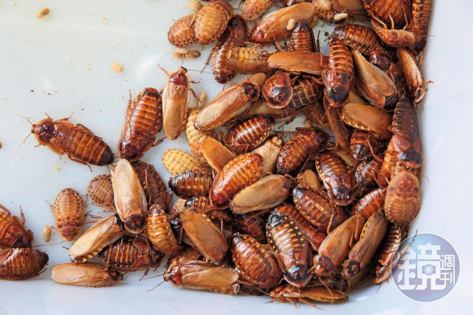 黃金蟑螂原是杜比亞的突變種，但在謝瑋晏的培育下族群日漸龐大。