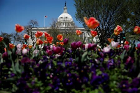 The Capitol dome is seen amongst blooming flowers in Washington, U.S., April 26, 2018. REUTERS/Aaron P. Bernstein