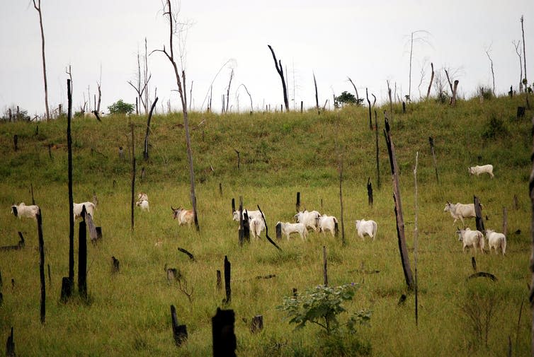 Cattle ranching is a leading cause of deforestation in Brazil (Shutterstock)